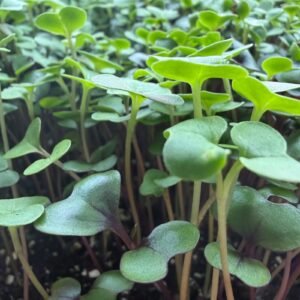 Brassica Blend microgreens