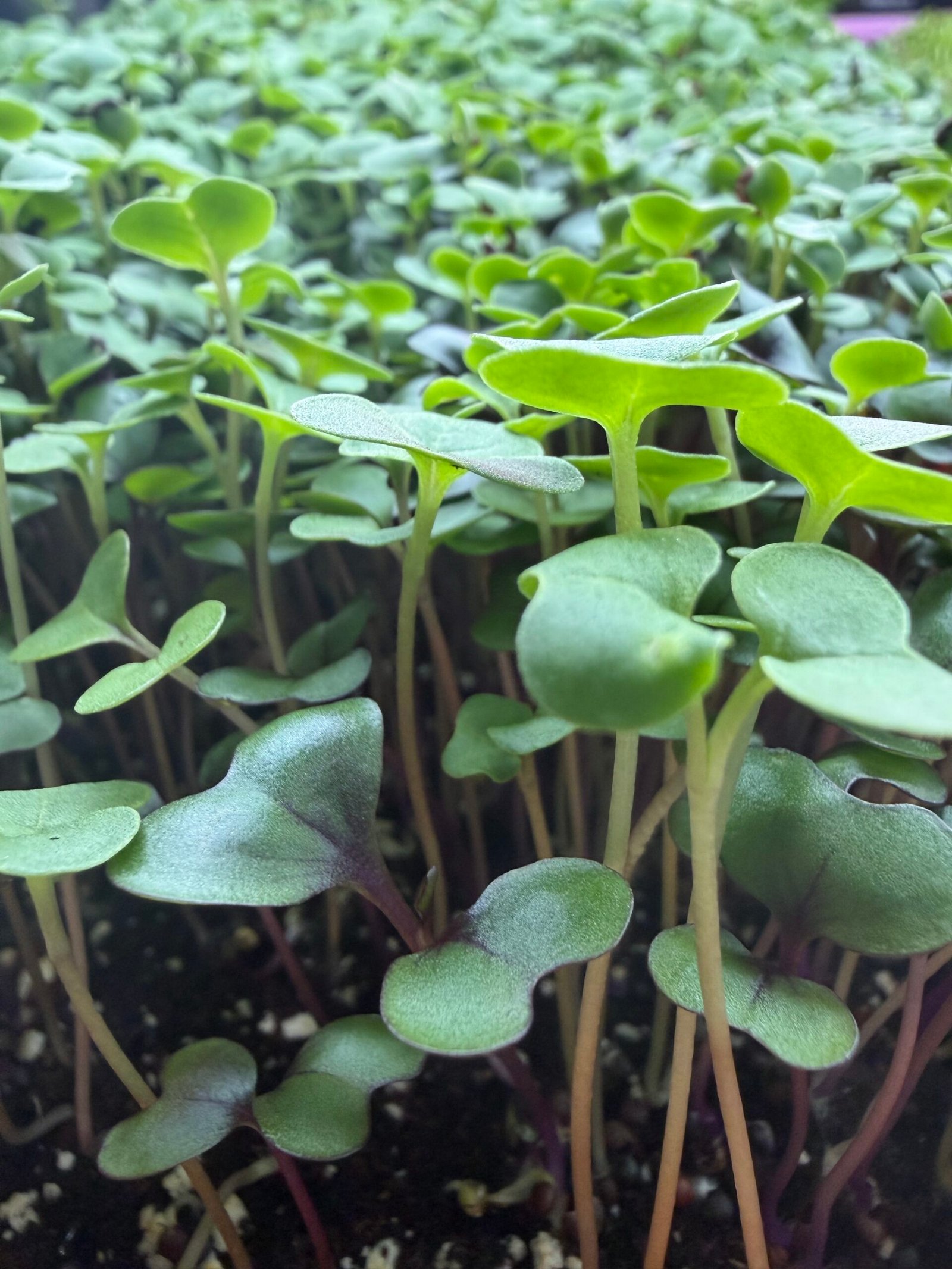 Brassica Blend