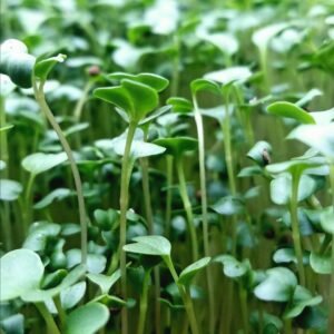 Broccoli Microgreens