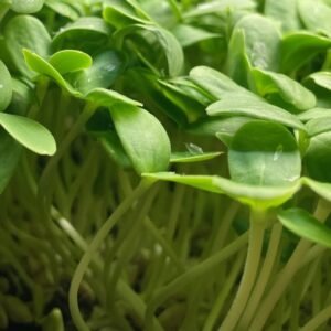 Cantaloupe Microgreens