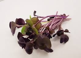 Rambo Radish Microgreens