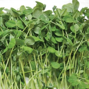 Pea Shoot Microgreens