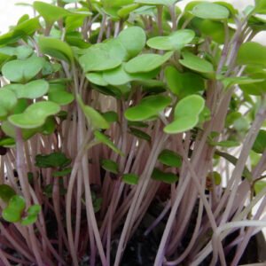 Kale Microgreens