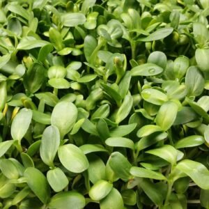 Sunflower Shoot Microgreens